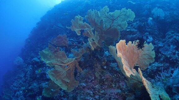 海扇珊瑚森林在海底礁