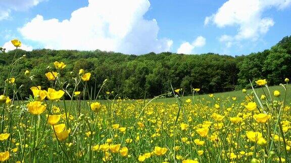 春天的草地黄色的沼泽金盏花