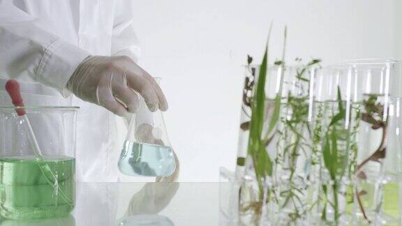 科学家在实验室的试管中研究植物