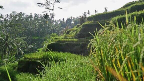 稻田观赏印度尼西亚亚洲巴厘岛4k