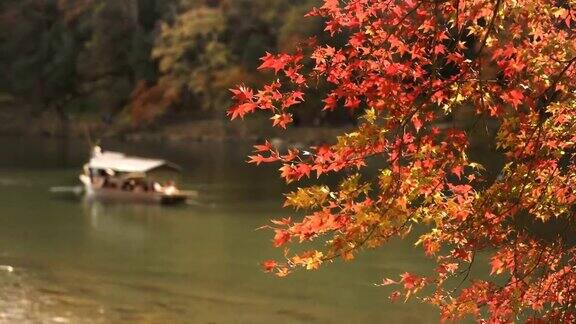 关注岚山的秋叶林和桂河的船