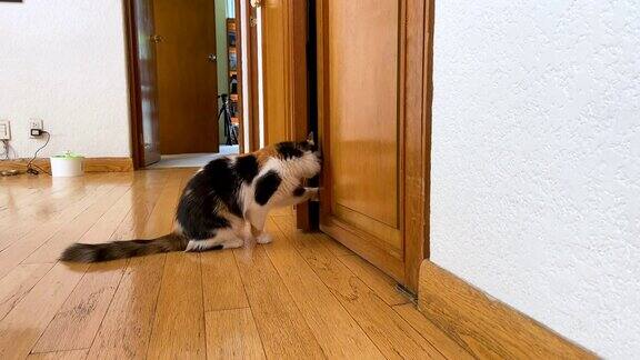 猫试图进入一个壁橱
