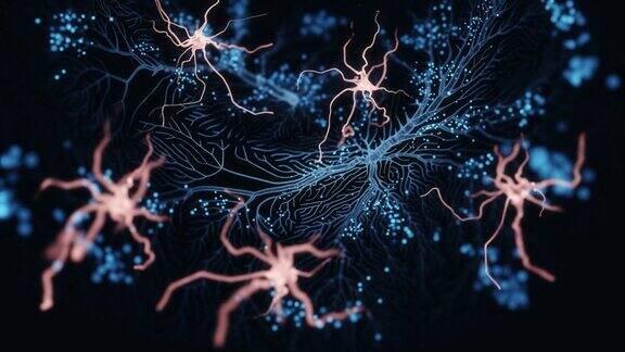 神经元和胶质细胞