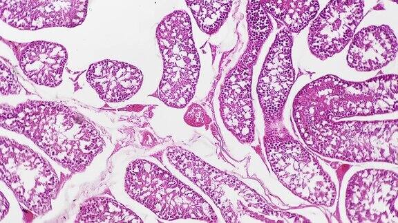 科学载玻片人体睾丸切片显微镜放大100倍