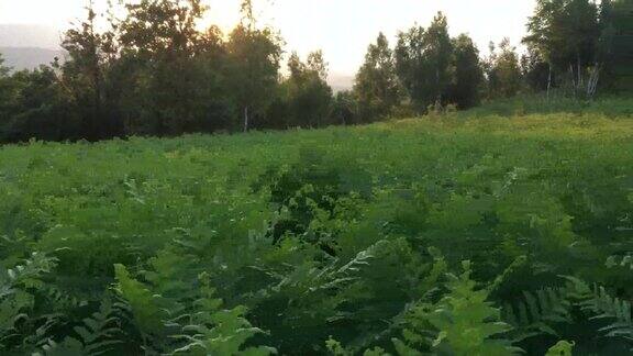 森林动植物