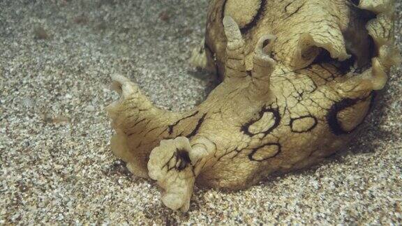 在沙地上的海兔特写肖像裸鳃或海蛞蝓-斑点海兔(指海兔)水下拍摄地中海、欧洲