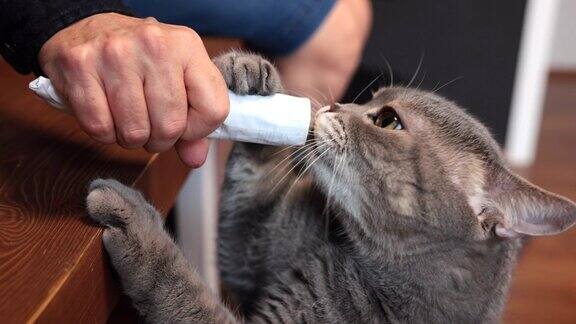 饿猫从主人手中舔复合维生素膏管