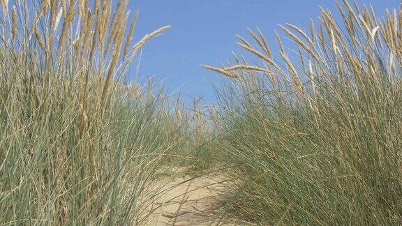 沙丘蓝天和马兰草