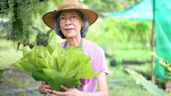 年长的亚洲妇女经营着小型有机园艺生意