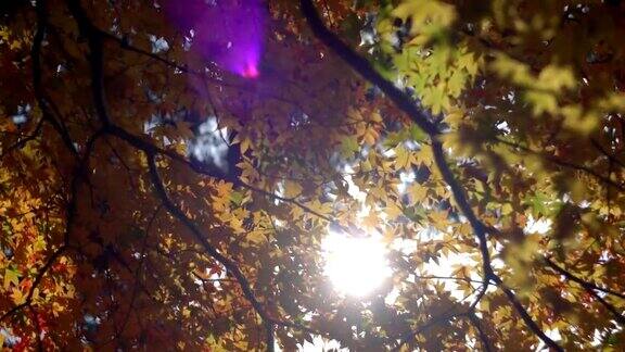 漫步在枫叶下的秋日公园