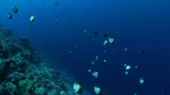 在珊瑚礁中成群的蝴蝶鱼