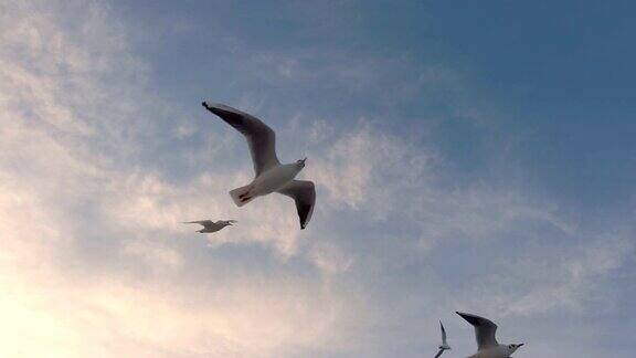 海鸥在空中抓着一片片面包