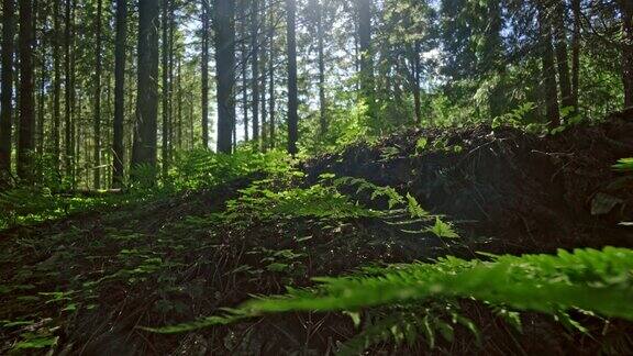 森林中的蕨类和树木