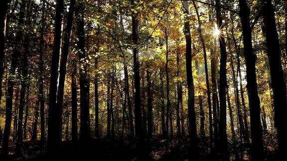 秋天秋天的场景美丽的自然景色树木和树叶自然背景有选择性的重点