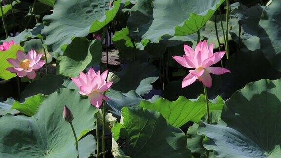 池塘里粉红色的荷花