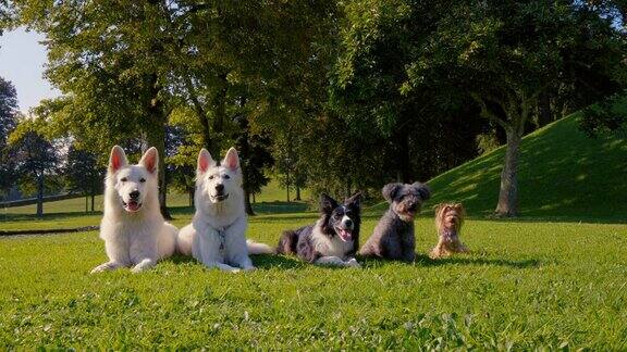 五只狗直线躺在公园里不同的品种从最大的到最小的
