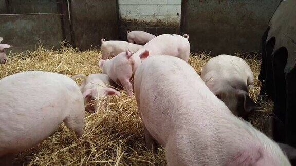 猪和小猪在猪圈里地板上放着稻草