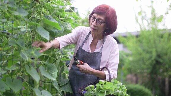 老年妇女在有机蔬菜园里