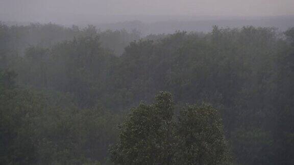 大雨与风在绿树的背景雷暴风暴