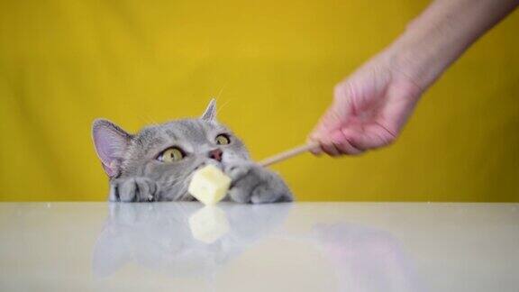 肥胖的猫试图吃奶酪棒的末端