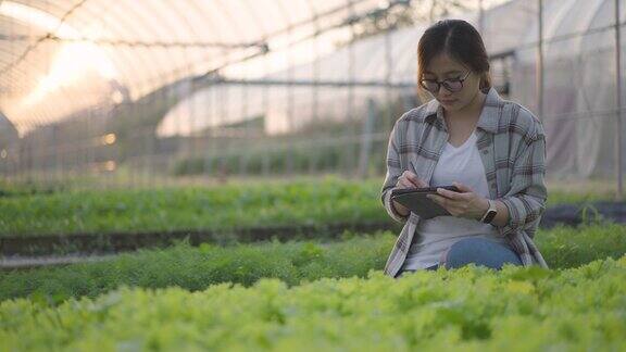 年轻的女农民用数码平板电脑检查和监测有机蔬菜农产品