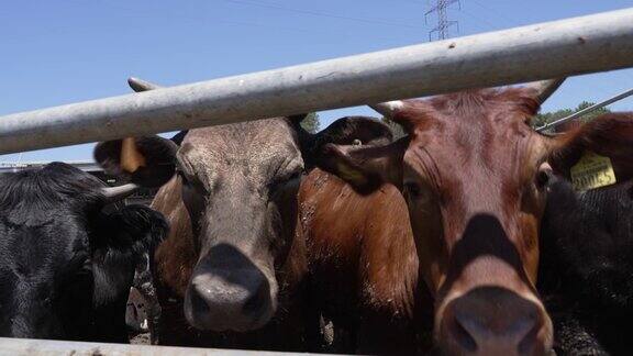 牲畜养殖场中编号的牛