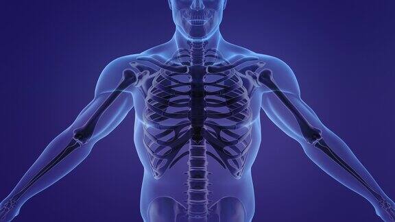 展示胸骨和肋骨的人体解剖动画