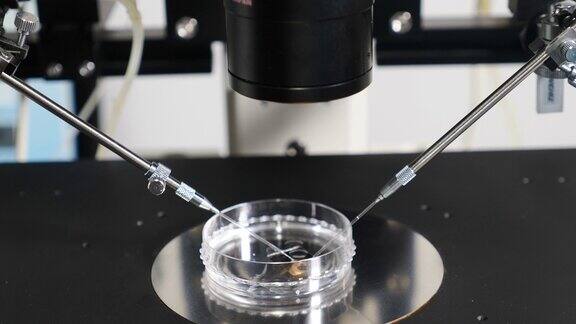 现代微生物学设备icsi体外受精过程微型操纵针的特写科学实验室显微镜下的人工授精4k的视频