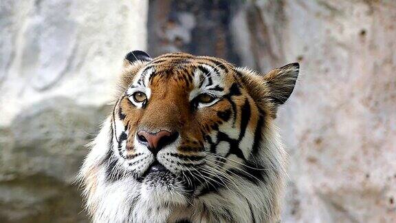 大自然里可爱的老虎