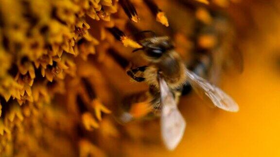 蜜蜂收集向日葵的微距镜头