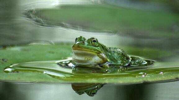 睡莲叶子上的一只绿色青蛙