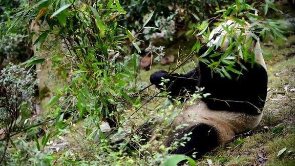 大熊猫在中国吃竹子