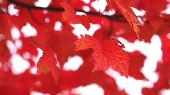 鲜红的秋叶在风中轻轻飘动