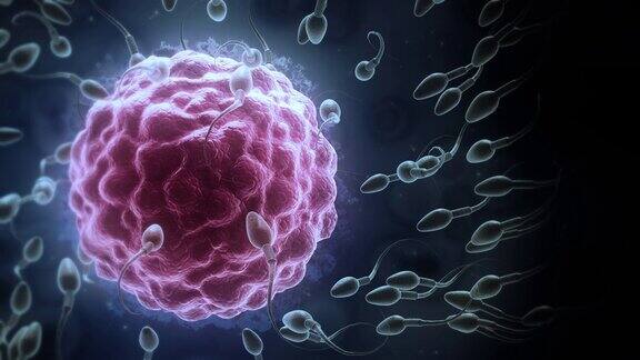 精子游向卵细胞