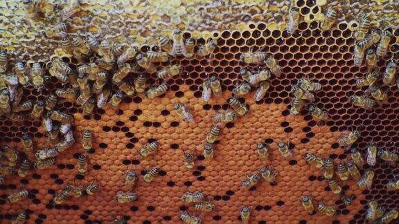 养蜂蜂房上的蜜蜂特写蜜蜂和蜂巢背景