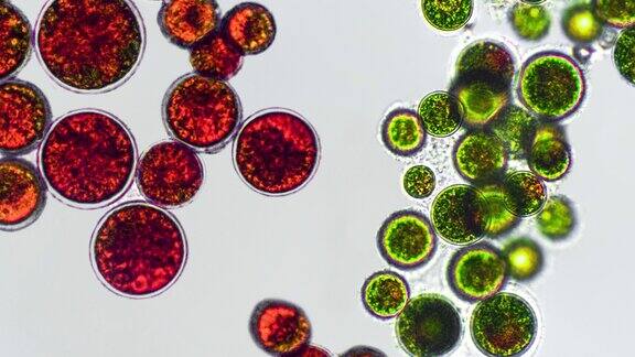 雨红球藻绿色和囊状藻类在显微镜下-红囊活跃和静止的细胞强抗氧化虾青素