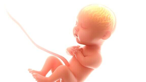 婴儿的大脑和神经系统3d渲染胎儿的大脑x光片至少5个月4k(4096*2160)