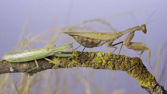 雄性螳螂沿着长满苔藓的树枝接近巨大的雌性螳螂螳螂交配外高加索树螳螂(Hierodulatranscaucasica)