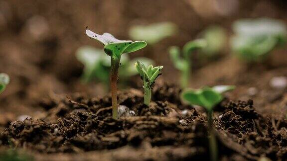 新生命成长的种子延时