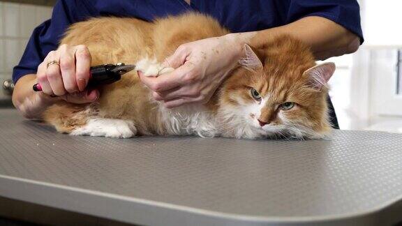 一只漂亮的姜黄色猫的爪子被专业兽医切开了