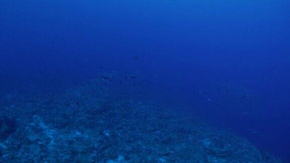 在暗礁中成群的鲹和梭鱼