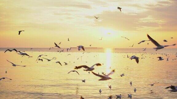日落和海鸥