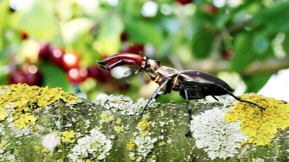一只雄甲虫在树枝上爬