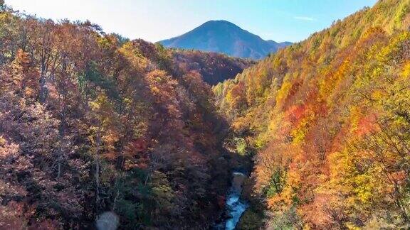 延时:中津川桥与秋红叶森林相珠松日本福岛