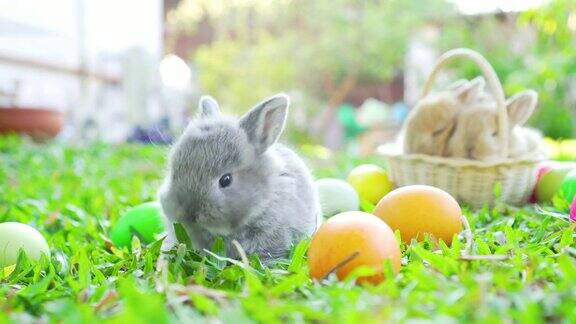 棕色的小复活节兔子荷兰洛普吃着草在附近吃着复活节彩蛋