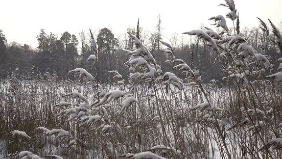 森林湖雪天