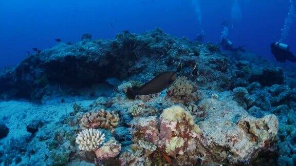 独角兽鹦嘴鱼在海底礁石
