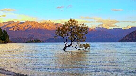 新西兰瓦纳卡湖的瓦纳卡树