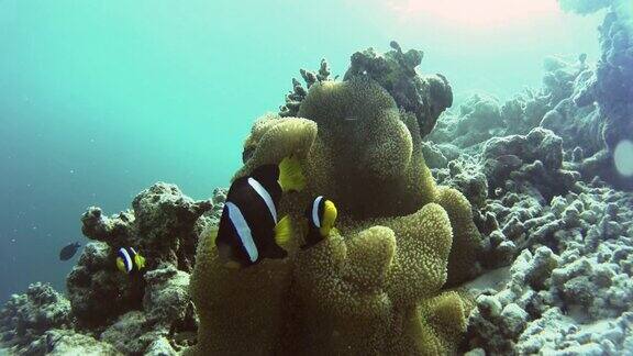 在一个岛屿的珊瑚礁上小丑鱼围绕着它们美丽的海葵