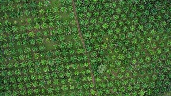 缩小旋转俯视图拍摄的棕榈油种植园